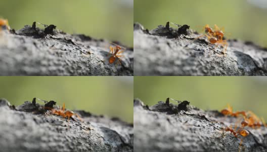 红蚂蚁高清在线视频素材下载