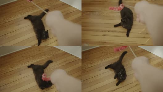 POV人的手玩可爱的小猫高清在线视频素材下载