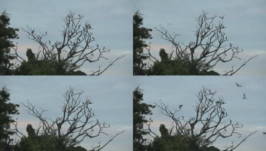 天空中有一大群鸟和树高清在线视频素材下载