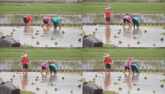 2015年6月20日，泰国南部，泰国农民在泰国北部南部省使用手扶拖拉机种植水稻。高清在线视频素材下载