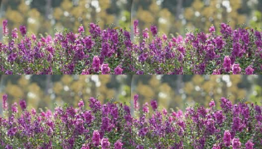 4k，美丽的紫花盛开高清在线视频素材下载