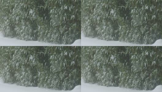 厚厚的一堆雪落在地上，开始覆盖竹叶高清在线视频素材下载