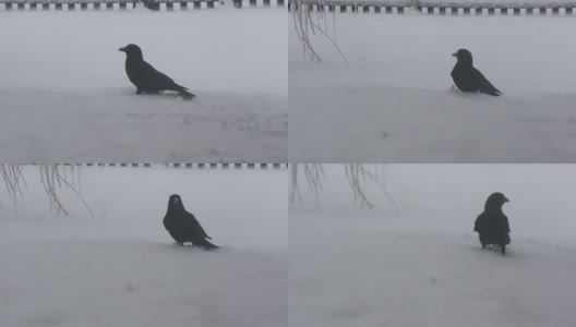 黑乌鸦走在雪地里然后飞走了高清在线视频素材下载