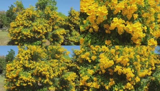 美丽的黄色接骨木花或tecoma stan在花园里。高清在线视频素材下载