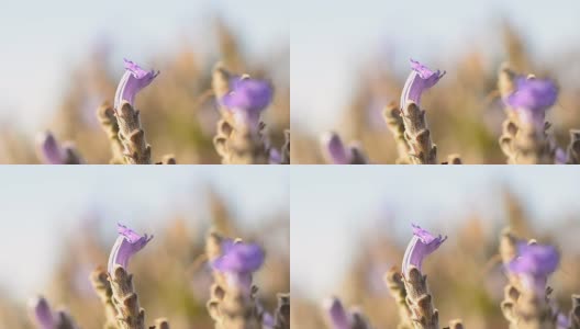 单朵紫花在风中高清在线视频素材下载