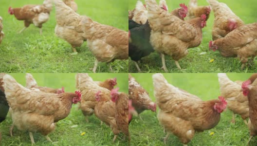 鸡吃玉米高清在线视频素材下载
