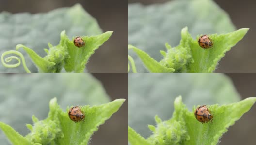 Leaf-feeding瓢虫高清在线视频素材下载