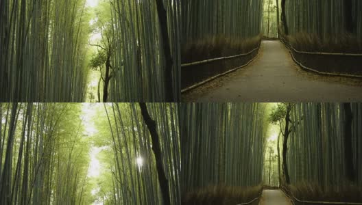 低角度的竹林全景高清在线视频素材下载