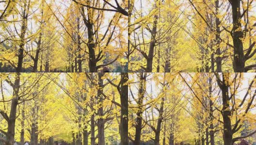 宁静的黄色银杏林，南道南道，韩国。高清在线视频素材下载