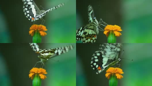 Lime Butterfly高清在线视频素材下载