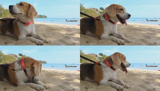 比格犬躺在沙滩上高清在线视频素材下载