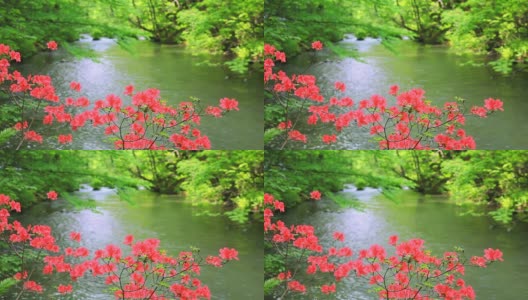 绿溪配红花高清在线视频素材下载