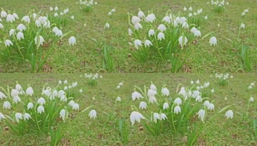 宏观摄影:春天的铃兰高清在线视频素材下载