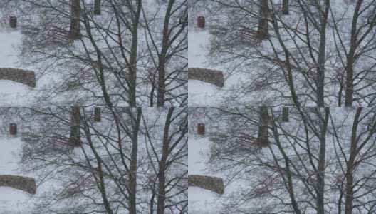 雪从黑暗的冬天的天空落在树上高清在线视频素材下载