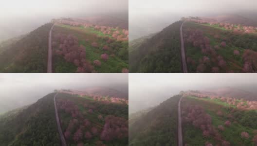 鸟瞰美丽的泰国樱花(樱花)盛开在山上的薄雾在早上，导致粉红色的山在富洛美洛，罗，泰国高清在线视频素材下载