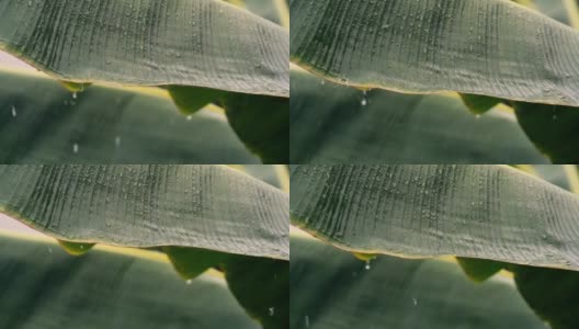 雨季，雨水落在芭蕉叶上高清在线视频素材下载