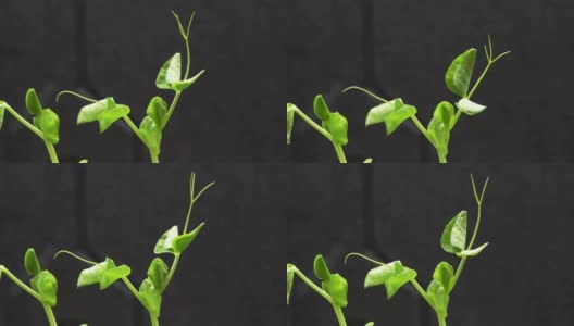 生长绿色植物，延时视频拍摄。高清在线视频素材下载