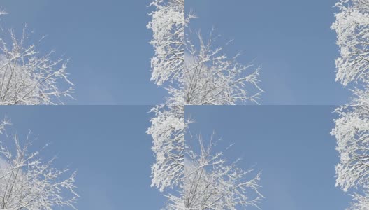 密歇根森林里白雪覆盖的树木高清在线视频素材下载