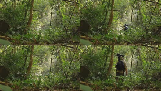 野生动物摄影师拍摄的鸟在热带雨林高清在线视频素材下载