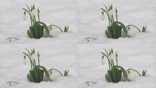 雪上的雪花莲高清在线视频素材下载