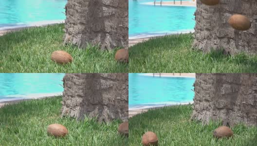 两段椰子掉在草地上的慢镜头高清在线视频素材下载