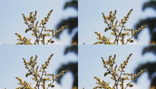 泰国龙眼水果开花季节高清在线视频素材下载