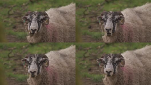 长着犄角的绵羊看着相机的肖像高清在线视频素材下载