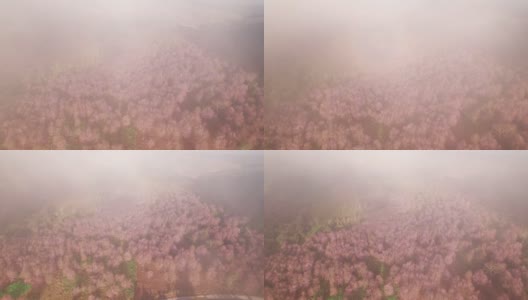鸟瞰美丽的泰国樱花(樱花)盛开在山上的薄雾在早上，导致粉红色的山在富洛美洛，罗，泰国高清在线视频素材下载