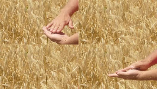 农民检查小麦的成熟度高清在线视频素材下载