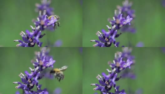 慢镜头:飞翔的蜜蜂高清在线视频素材下载