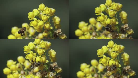 蜜蜂在黄花上采集花粉高清在线视频素材下载