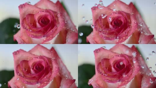 HD超级慢动作:落在玫瑰花瓣上的雨滴高清在线视频素材下载