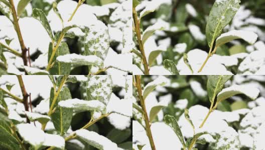 树叶下的雪——多莉——高清在线视频素材下载