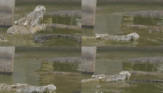鳄鱼高清在线视频素材下载