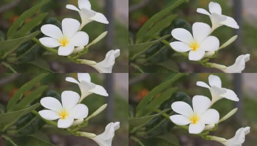 鸡蛋花花高清在线视频素材下载