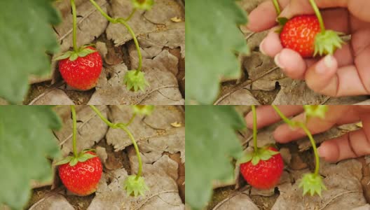草莓高清在线视频素材下载
