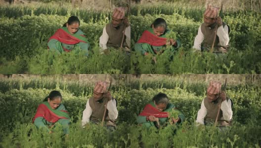 快乐的尼泊尔农民夫妇在他们的农场。高清在线视频素材下载