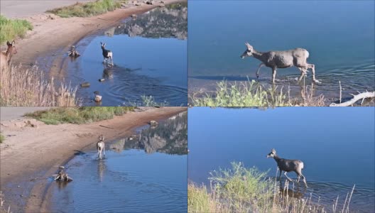 浅水里的黑尾鹿高清在线视频素材下载