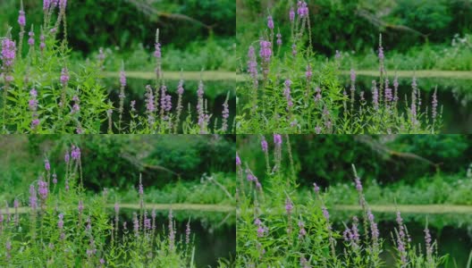 美丽的绿色自然与盛开的粉红色植物在夏季河边高清在线视频素材下载