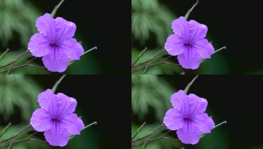 泰国雨季4K牵牛花花高清在线视频素材下载