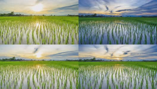 绿色的稻田和夕阳，时光流逝HD。高清在线视频素材下载