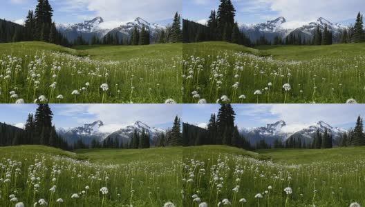 高山的野花在微风中流动高清在线视频素材下载