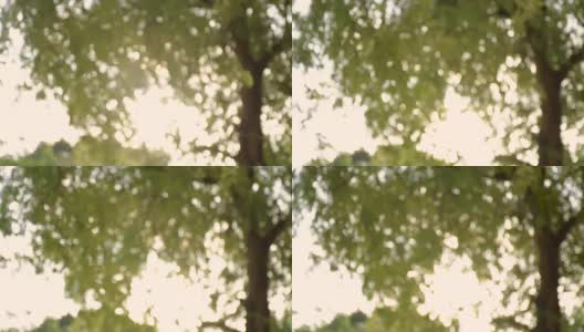 抽象美丽的自然背景与阳光通过树木在木材高清在线视频素材下载
