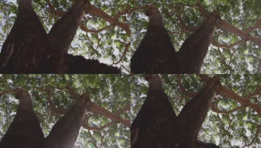 从低角度拍摄大树的4K视频慢镜头。高清在线视频素材下载