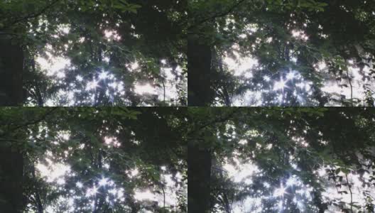 光线穿过暗色树叶的森林时变成了星星高清在线视频素材下载