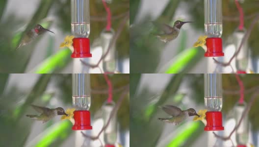 蜂鸟从喂鸟器里喝水4k慢镜头60帧每秒高清在线视频素材下载