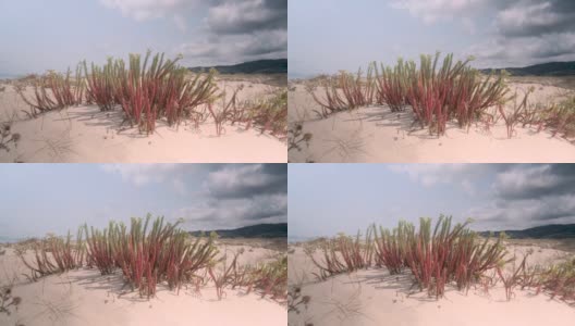 大西洋海岸上被风吹动的沙丘植物高清在线视频素材下载