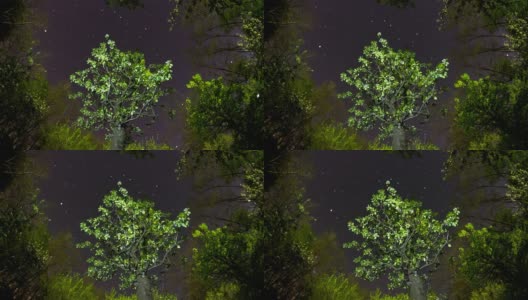 高清运动延时:树梢对抗夜空高清在线视频素材下载