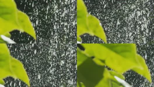 高清多莉:水滴落在树叶上高清在线视频素材下载