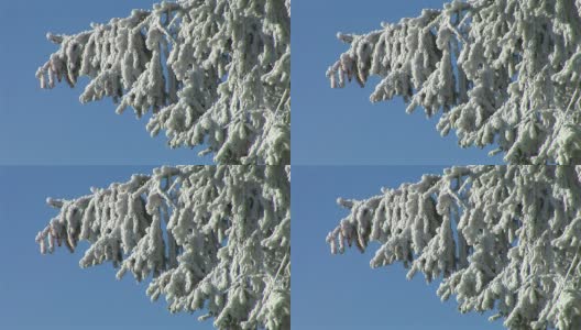 树枝被雪覆盖。高清在线视频素材下载